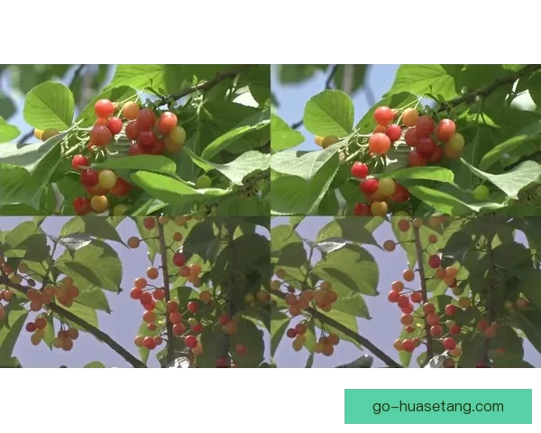 樱桃视频官网：解锁视觉盛宴，探索无限可能